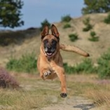 berger belge malinois